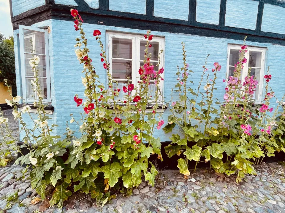 Hellblaues Fachwerkhaus mit blühenden Stockrosen auf Kopfsteinpflaster